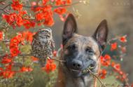 探索狗狗与猫头鹰的意境之美：32张震撼摄影作品