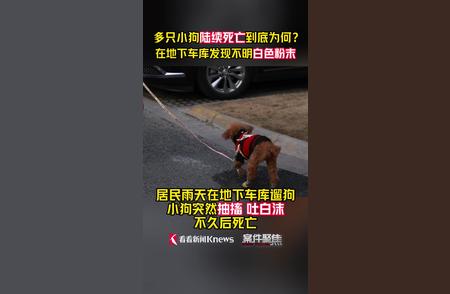 揭秘宠物狗死亡之谜：带“馅”香肠或是元凶？