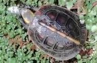 黄缘闭壳龟的饲养指南：食物选择与喂食频率