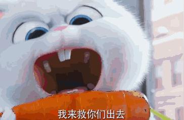 兔子饮食真相：胡萝卜不是唯一选择