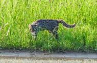 甘肃惊现罕见豹猫，国家二级保护动物闪耀登场！