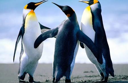 小蓝企鹅：为何成为企鹅界的吉祥物？