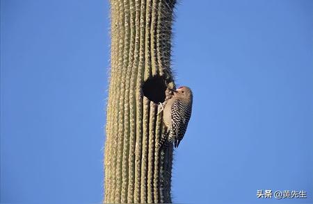 揭秘啄木鸟：独特的生存策略与仙人掌的和谐共生