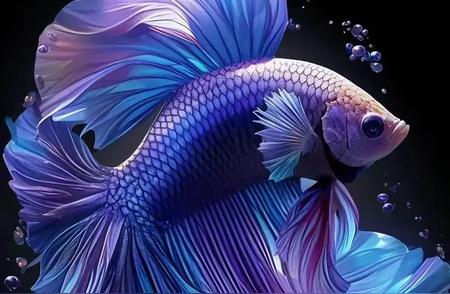 探索美丽的观赏鱼世界：壁纸分享