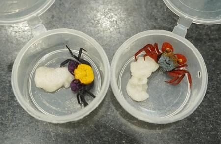 海关惊现神秘生物：吸血鬼蟹的截获与解析