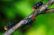 揭秘昆虫界的'变色龙'：锥蝗的吸血生殖与疾病传播