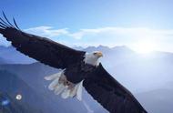 揭秘史上最大的鹰：阿根廷巨鹰真的能吃狮子吗？