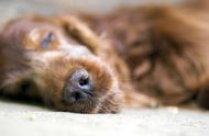 探讨宠物安乐死：是对生命的尊重还是无奈选择？