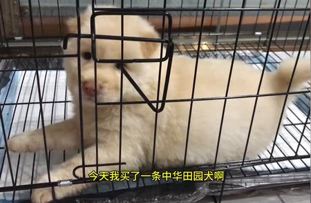 探索中华田园犬的魅力：颜值与价值的双重考量