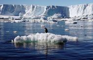 南极的阿德利企鹅：气候变暖与磷虾捕捞的双重威胁