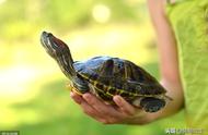 乌龟苗养殖：小龟苗的养护秘诀