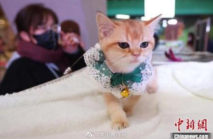 揭秘宠物猫的心灵倾听：专家解读猫咪如何感知主人情绪