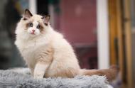 探索猫咪王国：揭秘十种常见猫咪品种的独特魅力