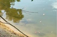 江苏苏州河道巨无霸鳄龟：路人围观，专家解析