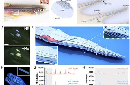 揭秘斑马鱼条纹的奥秘：生物进化中的独特印记