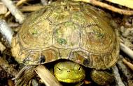 探秘动物世界：彩龟的独特魅力与生存智慧