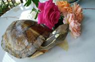 揭秘眼斑水龟：十五年养护心得分享