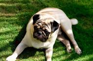 巴哥犬的六种沙雕行为，你了解多少？