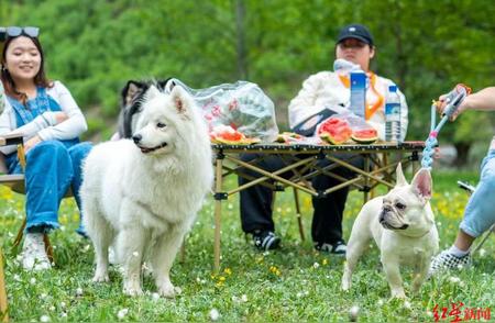 探索宠物旅行团：让“毛孩子”也能享受旅行乐趣