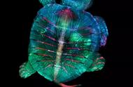 今年最惊艳的微观世界：绿光小乌龟的奇幻之旅