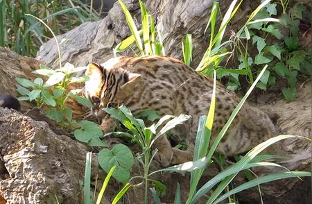 揭秘重庆荣昌豹猫事件：神秘生物被捉，展现凶猛本性