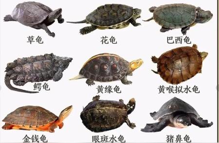 揭秘常见龟类：品种、特点与饲养技巧一网打尽