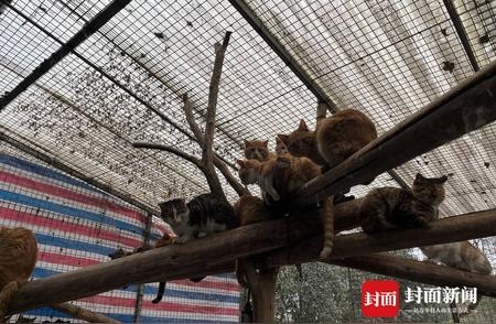 成都金堂猫咪营救行动：志愿者救下200多只猫