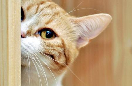 揭秘！宠物猫真的能听懂你说的话吗？