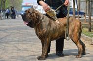 世界十大凶犬之首：巴西獒犬的威猛与传奇