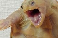 惊！乌龟竟然有了人脸？日本网友晒出沙雕照！