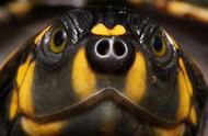 黄头侧颈龟在鱼缸的养殖技巧与注意事项