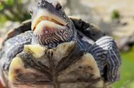 探索地图龟的成长奥秘：如何助力它们茁壮成长