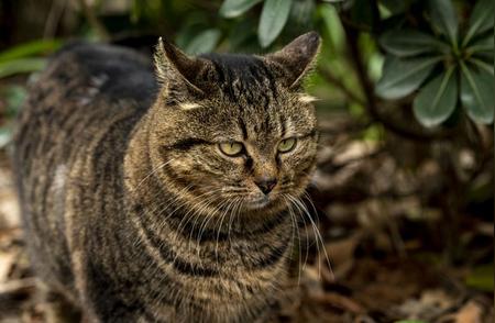 狸花猫：独特的魅力与无法媲美的特质