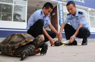 广州市民因陆龟买卖被起诉：法律与爱好者的边界在哪里？
