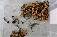 北京海关发现活体火蝾螈：外来物种的风险与警示