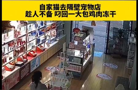 揭秘！猫咪如何发现隔壁宠物店，并亲自叼回美食