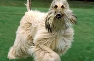 探索阿富汗猎犬：最古老的贵族猎犬之一