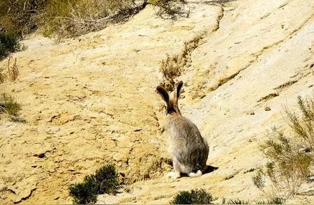 揭秘中国沙漠治理：兔子变绿洲，经济大丰收