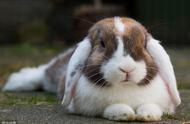 揭秘宠物兔健康密码：这些特点你了解吗？