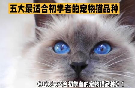 初学者的首选：五大最适合的宠物猫品种