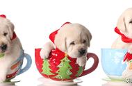 探索茶杯犬的魅力：狗狗中的小可爱