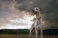 揭秘惠比特犬：完美运动猎犬的非凡魅力