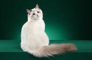探索布偶猫的魅力：图虫人文摄影中的艺术之猫