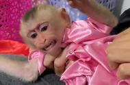 揭秘猴子表情包背后的故事：社交媒体上的灵长类网红