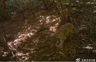北京生物图鉴：探索豹猫的神秘世界