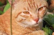 揭秘橘猫的独特魅力：除了十橘九胖，还有这些鲜为人知的趣味知识