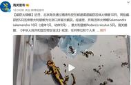 北京海关拦截危险生物：火蝾螈与意大利蜥的警示