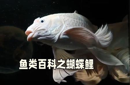 蝴蝶鲤：中亚细亚的瑰宝