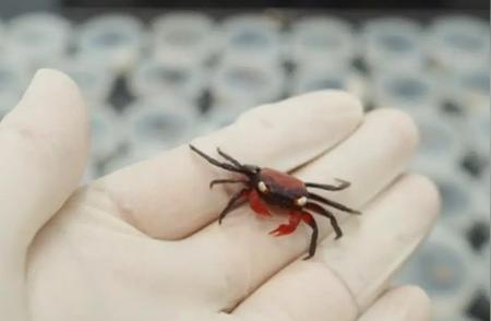 海关揭秘：吸血鬼蟹惊现！真会吸血的蟹种？