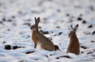 探索农村果园围栏圈养野兔的无限可能